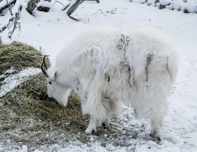 Links 1/1/2026 | naked capitalism